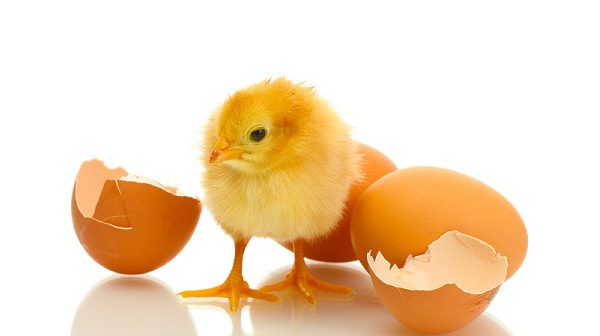 Allicin Garlic Powder