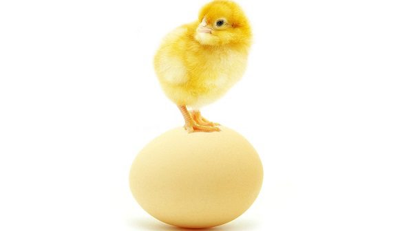 Diclazuril premix 0.5%